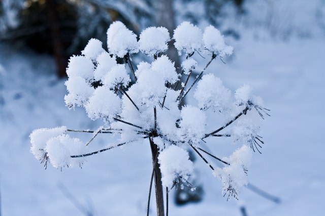 snow-flower.jpg